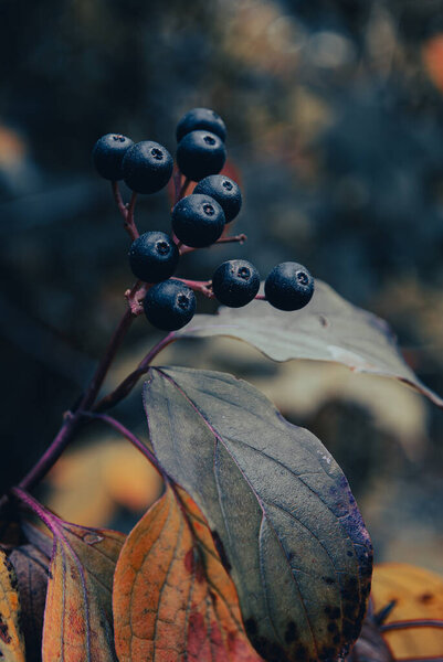 Капризные лесные ягоды на красных стеблях на мягком размытом фоне