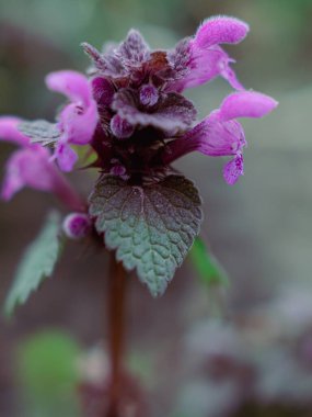 Tüylü mor kapüşonlu yaprakları olan ölü ısırgan otlu kır çiçeği makrosu.