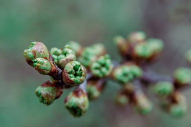 Yükselen bahar yaprakları koruyucu tomurcuk pullarının içinde sıkıca paketlenir.