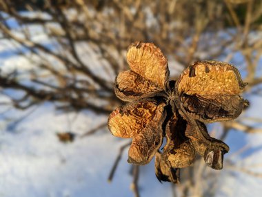 Hibiscus syriacus soğuk mevsimde çalıların üzerinde kurumuş kapsül