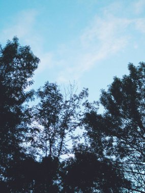 Soluk gökyüzünü çevreleyen sık orman gölgesinin karanlık silueti.