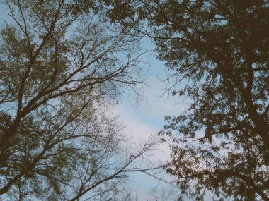 Huysuz, klasik bir estetik. Orman tavanının karmaşık geometrisini yakalıyor.