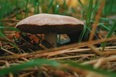 Kahverengi solungaçlı mantar çimlerin altında Sonbahar yağmurundan sonra çiğ taneleriyle