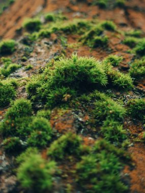 Eski ağaç kabuğundaki canlı yosun yığınlarının yumuşak odaklı bakış açısı
