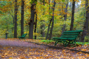 Parlak sarı ve yeşil yapraklarla çevrili sessiz bir yürüyüş yolunun romantik manzarası.