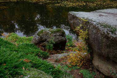 Sakin sonbahar göleti kıyısının yanında yeşil ardıç ve sarı yapraklar