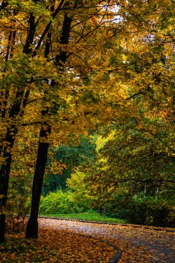 Benekli güneş ışığı, kıvrımlı bir orman yolunun üzerinde kıvrılan akçaağaç ağaçlarının altın gölgesini aydınlatır.