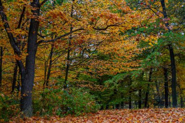 Kuru yapraklardan oluşan zengin bir halı ile yoğun bir orman manzarası var.