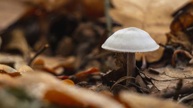 Ormanın zemininde çürüyen meşe yapraklarının arasına yerleştirilmiş küçük, narin bir mantar.