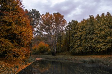 Aynaya benzeyen su, huzurlu sonbahar koruluğunun uzun ağaçlarını yakalıyor.