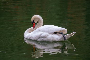 Koyu suda süzülen zarif beyaz kuğu.