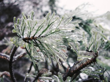 Buz fırtınası sessiz kış ormanında yumuşak çam iğneleri.