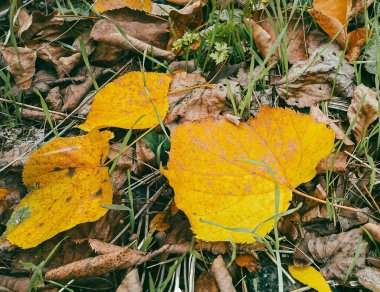 Karışık çayırlarda dinlenen canlı sarı yaprak.