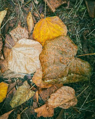 Yerdeki tek canlı yaprağın detaylı doğa dokusu