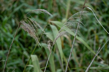 Slender sazlıklar akşam esintisinde usulca bükülür.