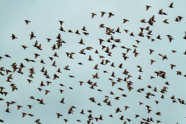 Birçok göçmen kuş sonbahar havasında birlikte uçar.