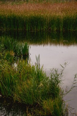 Yoğun yeşil kamışlar sessiz, yansıtıcı bataklık suyu boyunca.