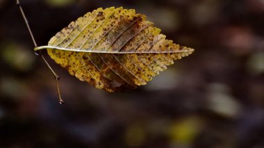 Kırılgan altın yaprak karamsar orman bokeh üzerinde yüzüyor