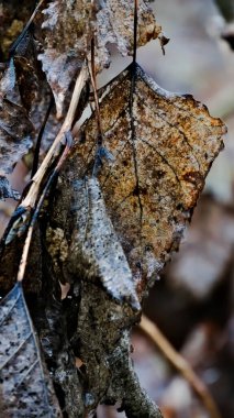 Kırılgan, kırık yaprakların ve kışın sallanan küçük dalların detaylı görüntüsü