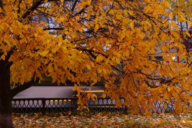 Sarı yaprakları ve bulanık şehir otobüsüyle altın sonbahar ağacı