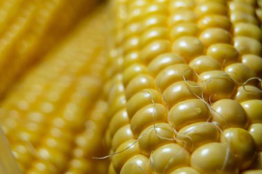 Parlak altın mısır koçanları sıkıca uzanıyorlar.