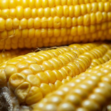 Organik mısır koçanları sıcacık sonbahar yemeği için hazır.