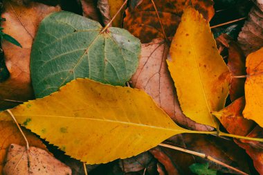 Yeşil, sarı ve pas rengi yaprakların karışımı doğal bir arka planda birikmiş.