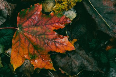 Düşen akçaağaç yaprağı dramatik sonbahar renk değişimini gösteriyor