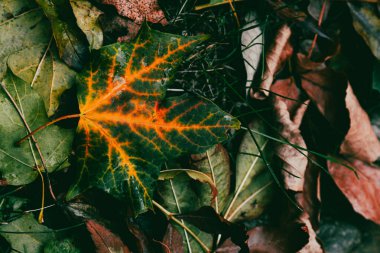 Parlayan turuncu damarları olan tek bir sonbahar yaprağı.