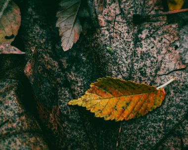 Lonely autumn leaf lying on mottled brown background