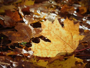 Altın yapraklı siluet sabah çiğ tanesinden sonra aydınlanıyor