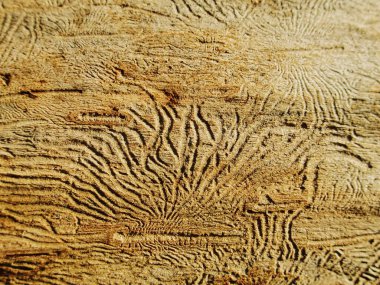 Kuru odundaki böcek tünellerinden gelen doğal soyut doku.