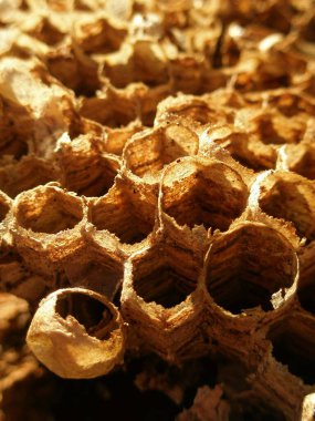 Vahşi bal peteği dokusu ormanda bulunur.