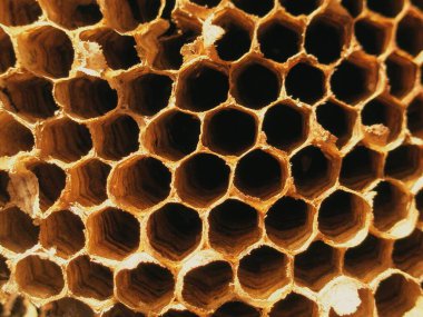 Doğal kovandaki boş balmumu hücrelerinin makro görünümü