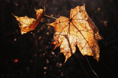 Atmosferik makro görünüm. Derin gölgelerde asılı güneşli turuncu yapraklar.