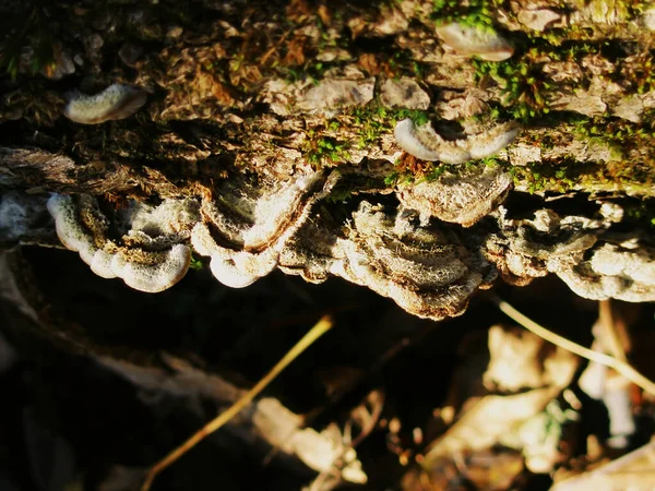 Yosunlu ve mantarlı sessiz orman mikro sahnesi