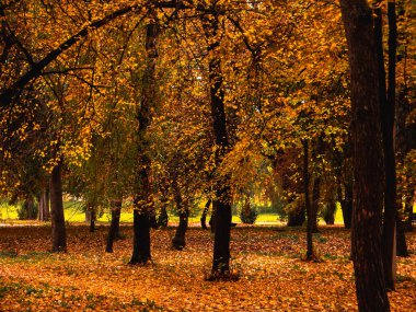 Güzel sonbahar ormanı zemini kaplayan altın yapraklarla kaplı.