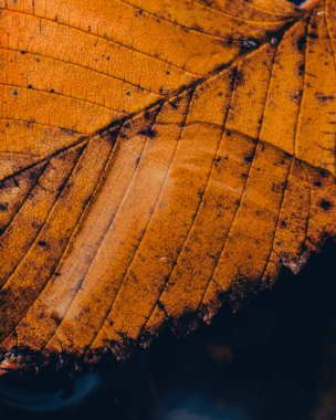 Karanlık orman suyuna batırılmış canlı turuncu sonbahar yaprağına yakın.