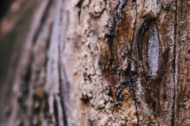 Kırsal orman dokusu çatlamış ağaç kabuğu ve aşınmış tahılla