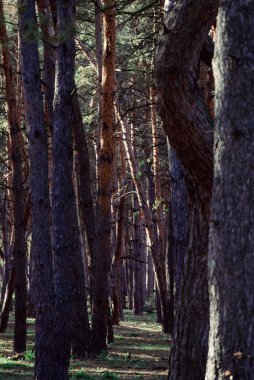 Öğleden sonra ışığında uzun ağaçların olduğu sessiz orman koridoru.