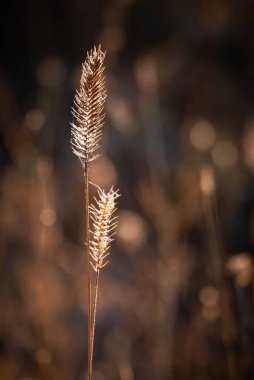 Yumuşak kehribar bokeh arkaplanlı günışığıyla aydınlanan çim çivileri