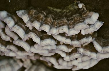 Ahşap üzerinde kümelenmiş çoklu gözenekli mantar tarafından oluşturulan doğal soyut