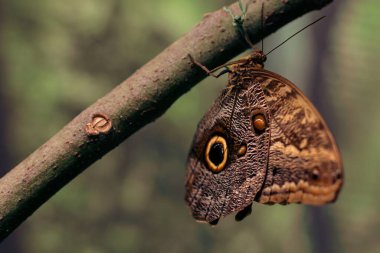 Baykuş Kelebeği (Caligo sp.) Orman dalından sessizce sarkıyor