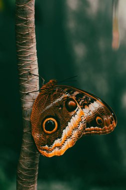 Tropik Caligo baykuşu kelebeği ağaç dalında kamuflaj içinde dinleniyor.