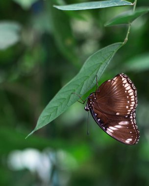 Hypolimnas böceğinin beyaz benekli makro fotoğrafçılığı