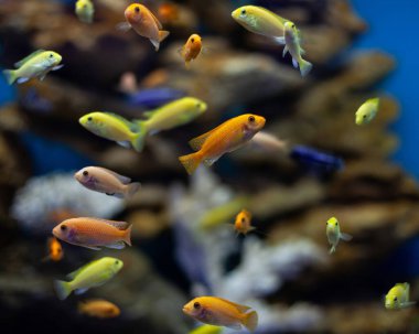 Sarı turuncu ve mavi çikletli canlı tropikal akvaryum sahnesi