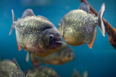 Piranalı dramatik akvaryum yaban hayatı sahnesi (Pygocentrus sp.) grup