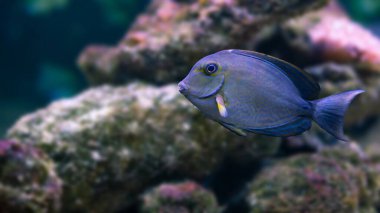 Tropikal resif akvaryumu sahnesi akanthurid balık profili