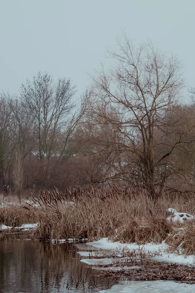 Dikenli dalda buz zırhı, kabarık tomurcuklar, makro görüş.