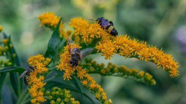 Marangoz arısı altın sarısı çiçekli yaz ışığında